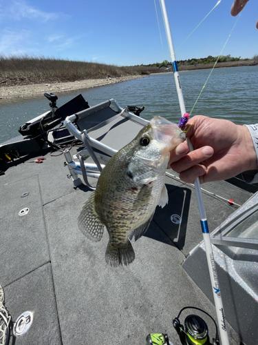 Brent Frazee: Kansas a great state for crappie fishing, Local Sports