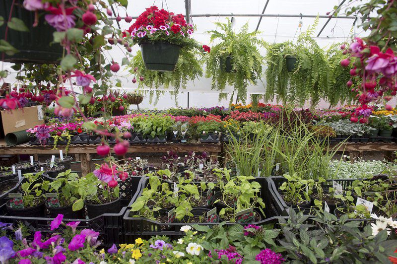 Business brisk at gardening centers despite pandemic Coronavirus updates