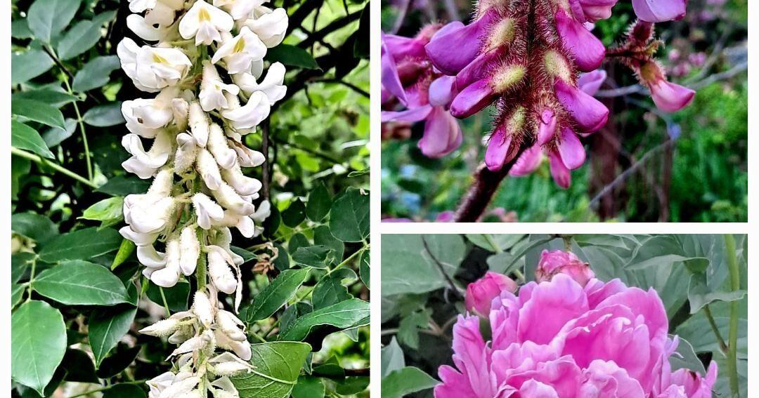 Sandy Parrill: Despite spring storms, plants think summer has come to Ozarks