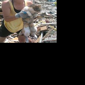 Family cat found alive in rubble 16 days after twister | Local News ...