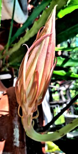 Sandy Parrill: Queen of the Night getting ready to bloom, News