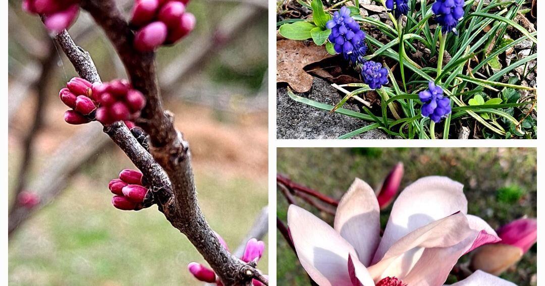 Sandy Parrill: Wind god sweeps in, spoiling hopes and gardens