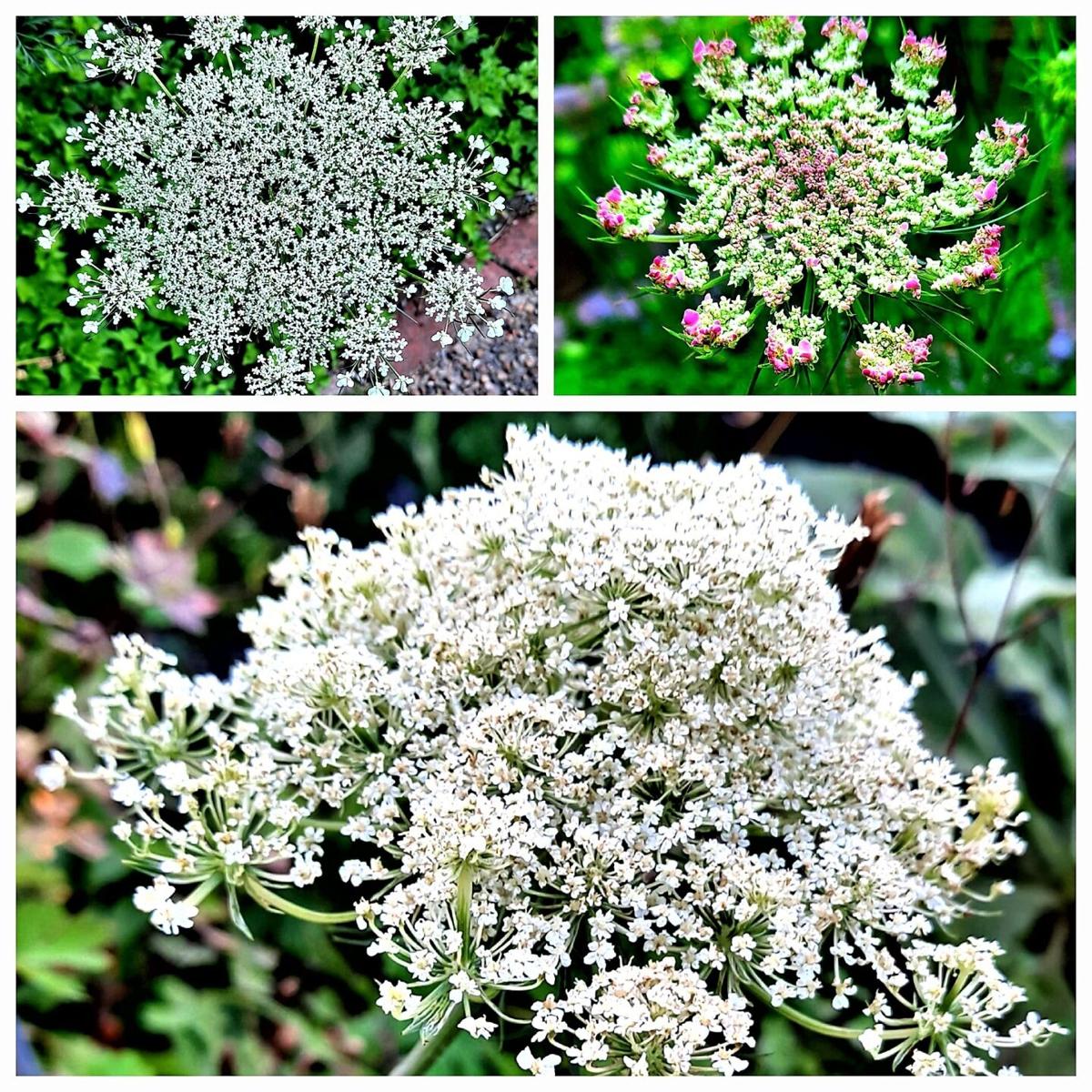  Queen Anne's Lace- 200 Seeds - 50 % off sale : Patio
