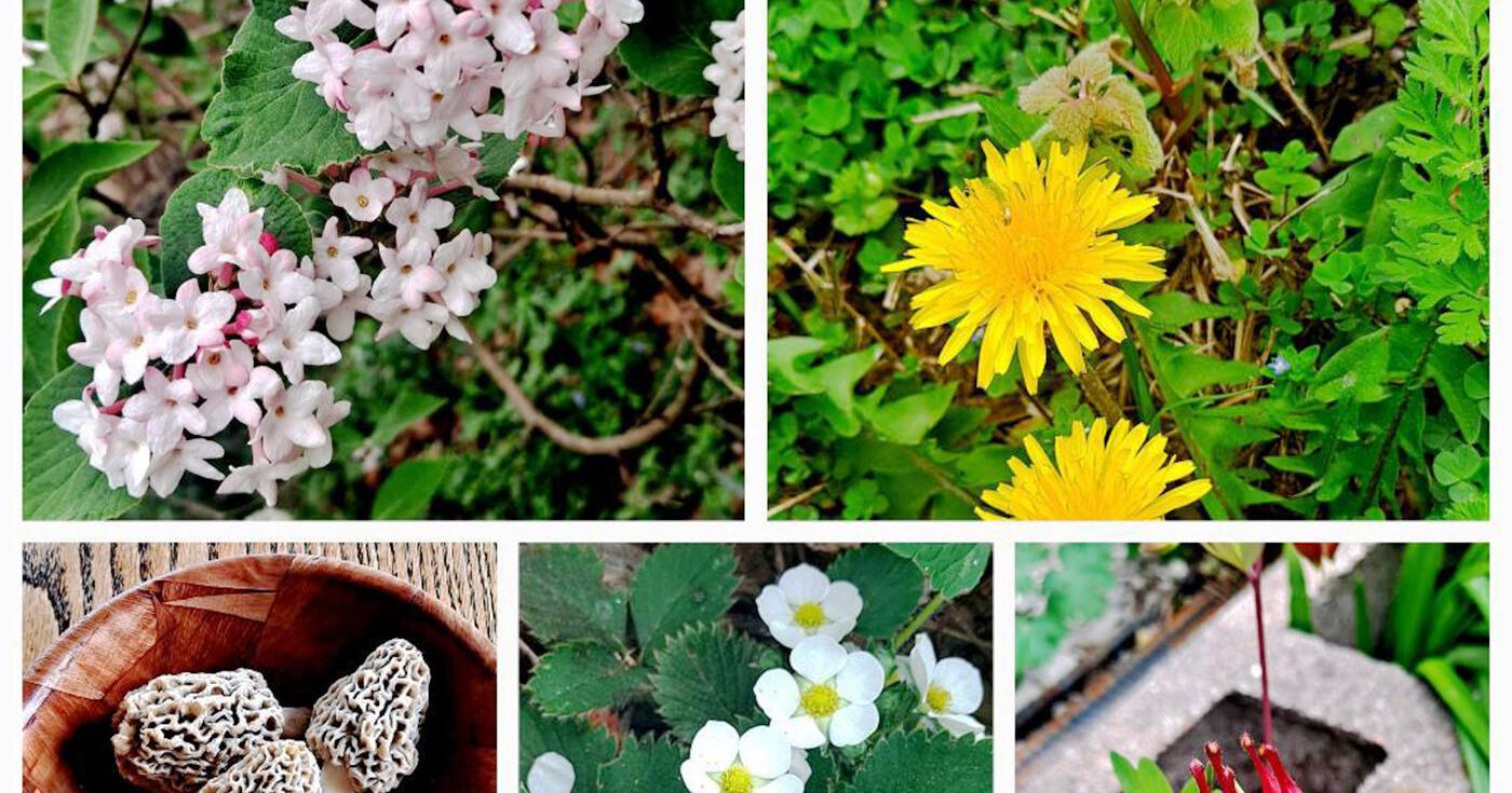 Sandy Parrill: April a good time to forage - Vimarsana News