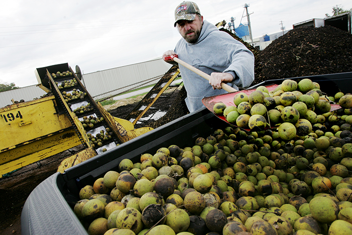 Bill Caldwell: Ralph Hammons found black walnuts to be black gold