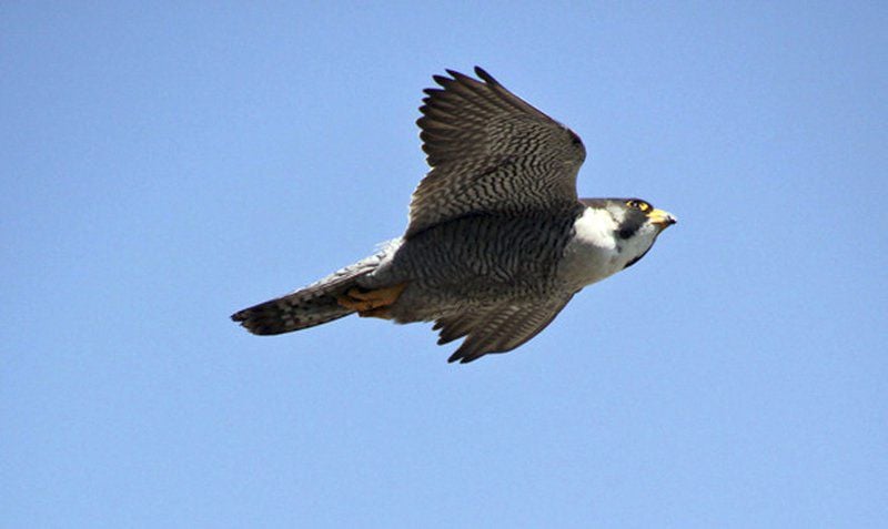 osprey falcon