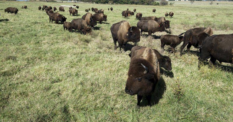 Deaths of Quapaw Nation bison being investigated