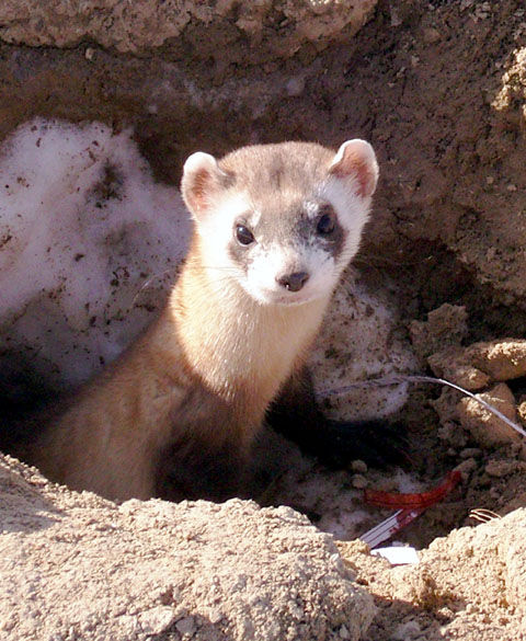 Black-footed ferret.jpg