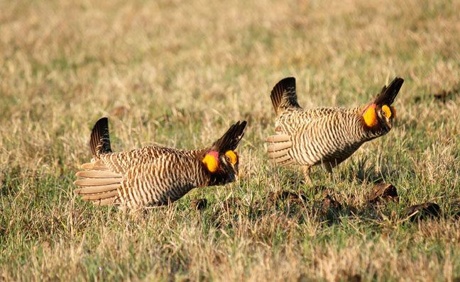 Greater prairie chickens.jpg