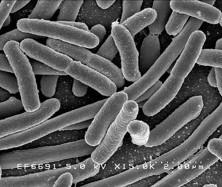 PSU scientists create method to detect harmful bacteria in food, water