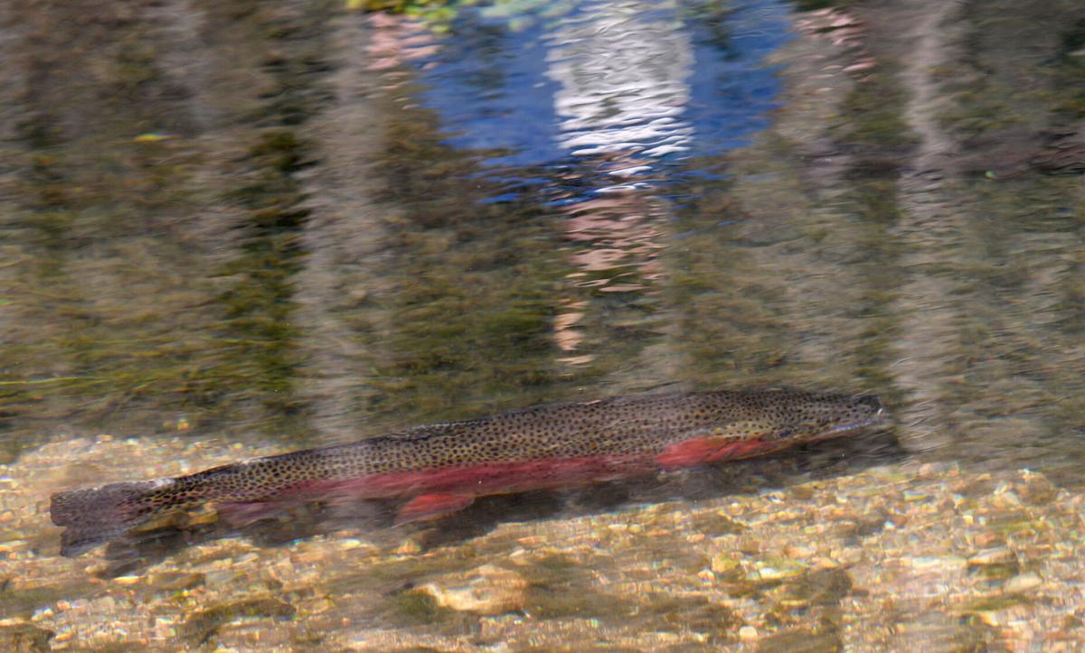 Roaring River Trout Fishing - ON THE FLY SOUTH