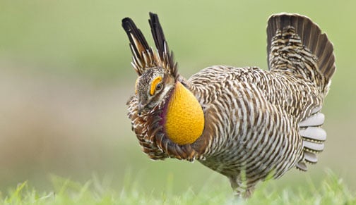 Attwater's Prairie Chicken Displaying