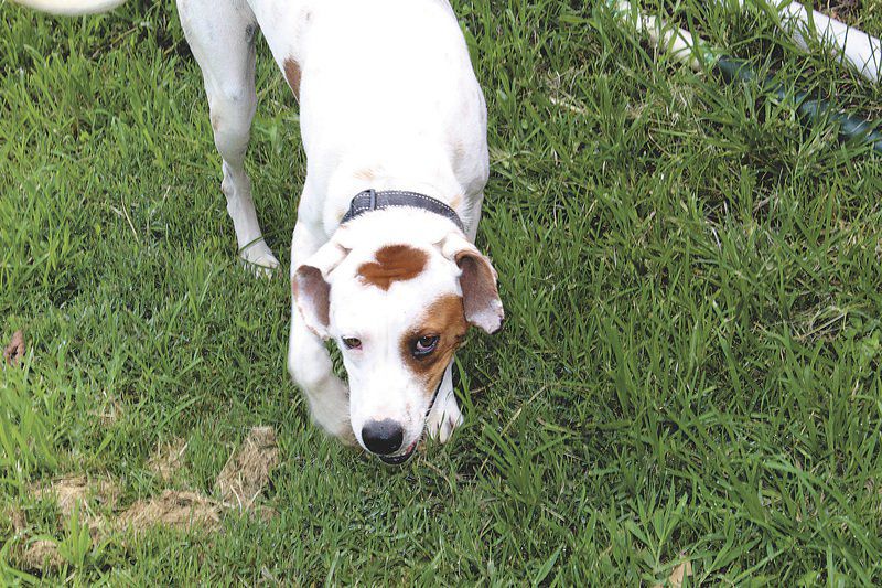 Kevin McClintock Pet dumping overload has reached Joplin's Golden Paw