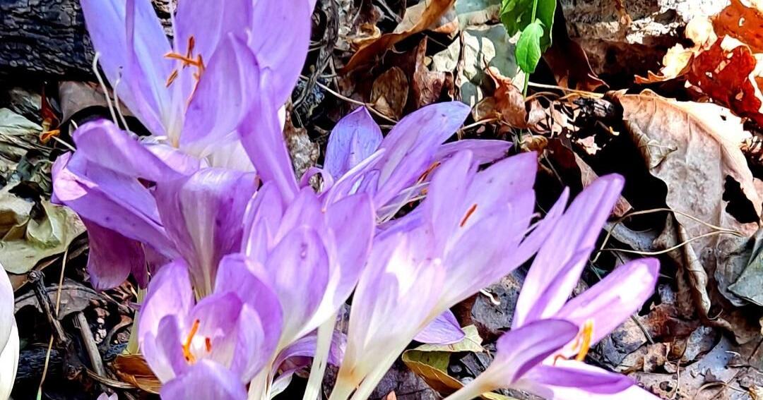 Sandy Parrill: Late summer heat, drought take toll on gardens, wildlife