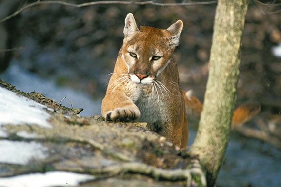 cougar 1