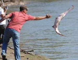 Snagging Ancient Spoonbills A Spring Ritual In Oklahoma Archives