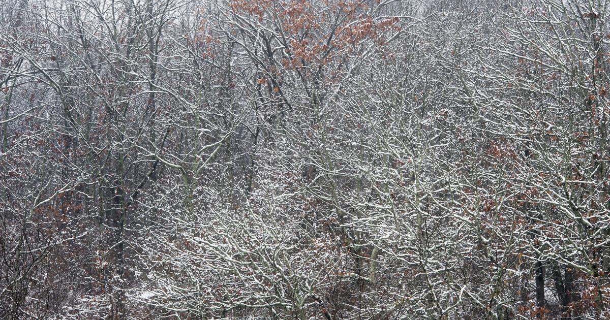 SLIDESHOW: January snowfall | Photos | joplinglobe.com