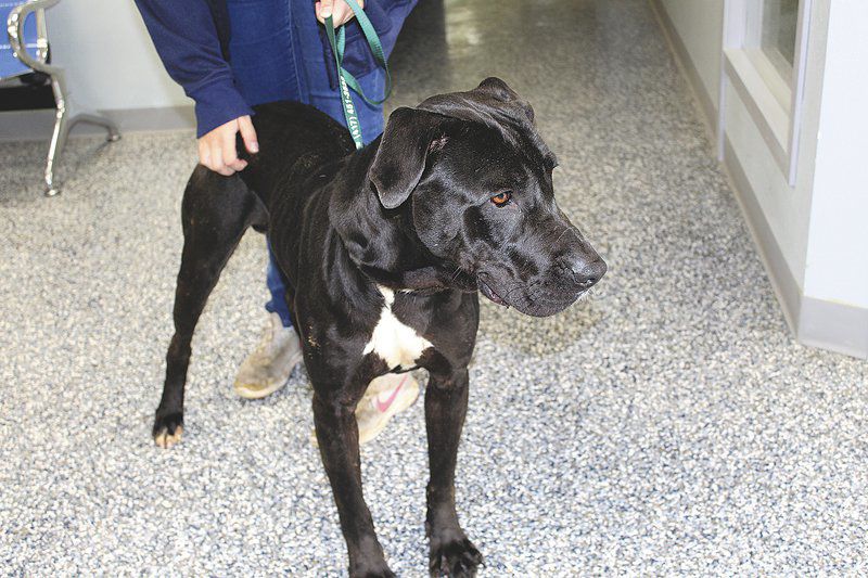 Kevin Mcclintock Animal Shelters Participating In National Clear The Shelters Event Lifestyles Joplinglobe Com