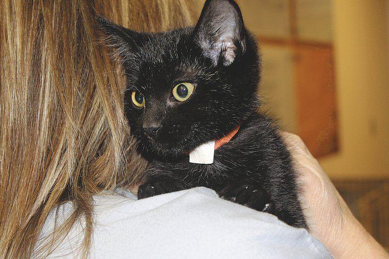 Kevin McClintock Joplin shelter encourages adoption of blackfurred