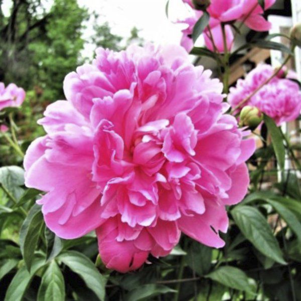 Sandy Parrill The Infallible Peony Is Rooted In History Lifestyles Joplinglobe Com