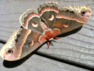 Here's why these floating caterpillars are all over San Antonio