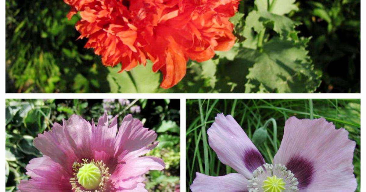 Spring Fever Poppy Sandy Parrill: Late winter brings poppy fever | News | joplinglobe.com