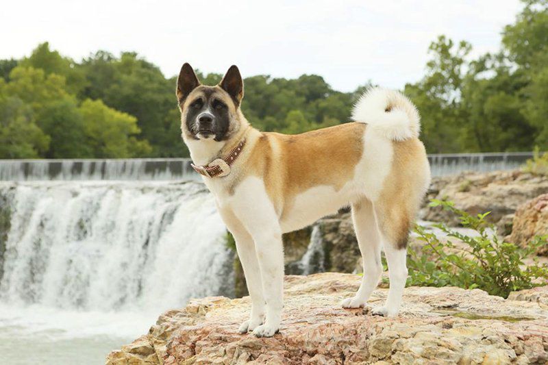 specialty dog treats near me