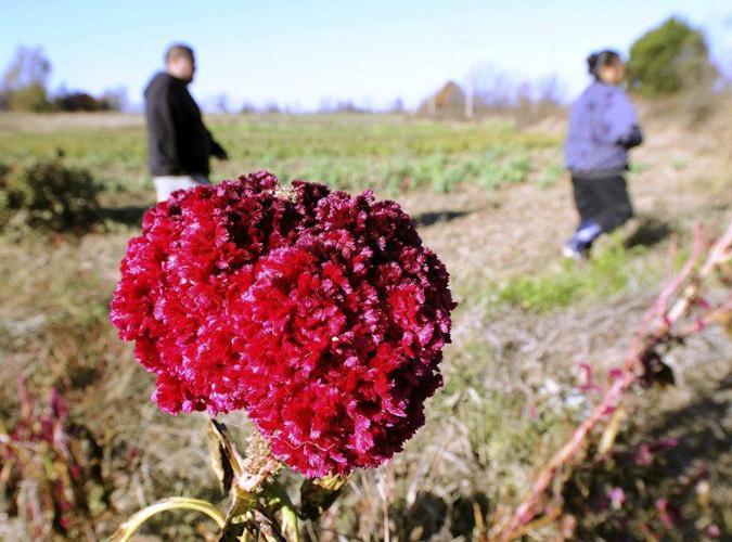Missouri agriculture grant to help area Hmong farmers | Local ...