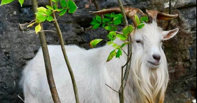 Celebrity goat's death saddens Table Rock community