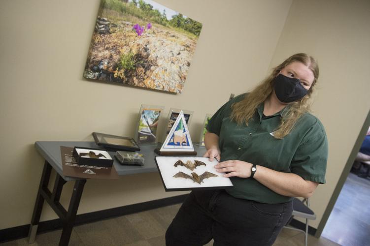 Missouri Department of Conservation explains why bats are ...