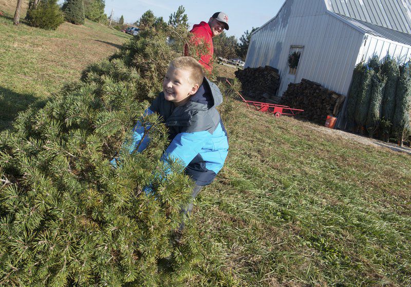 area christmas tree farms are quot keeping it real quot local area christmas tree farms are quot keeping it real quot local