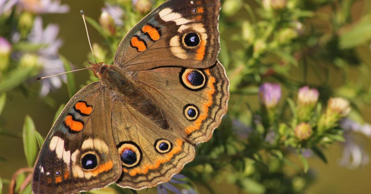 Pollinators Vip A Beginner’s Guide: Landscaping for pollinators with native plants ...