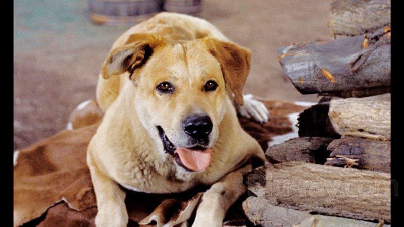 Sad movies about beloved animals say so much | Lifestyles 