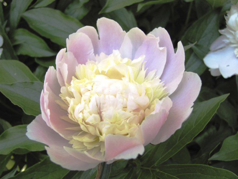 Sandy Parrill The Infallible Peony Is Rooted In History Lifestyles Joplinglobe Com