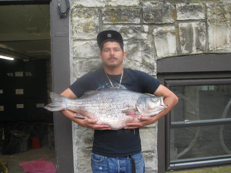 Brent Frazee: Carthage man catches record hybrid striped bass, Lifestyles