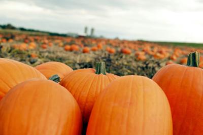 Local Farms Offer Pumpkin Patches Mazes And Hayrides Lifestyles