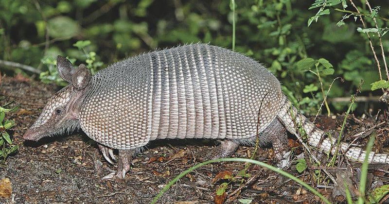 Sandy Parrill: Critters are on the move, including armadillos, Lifestyles