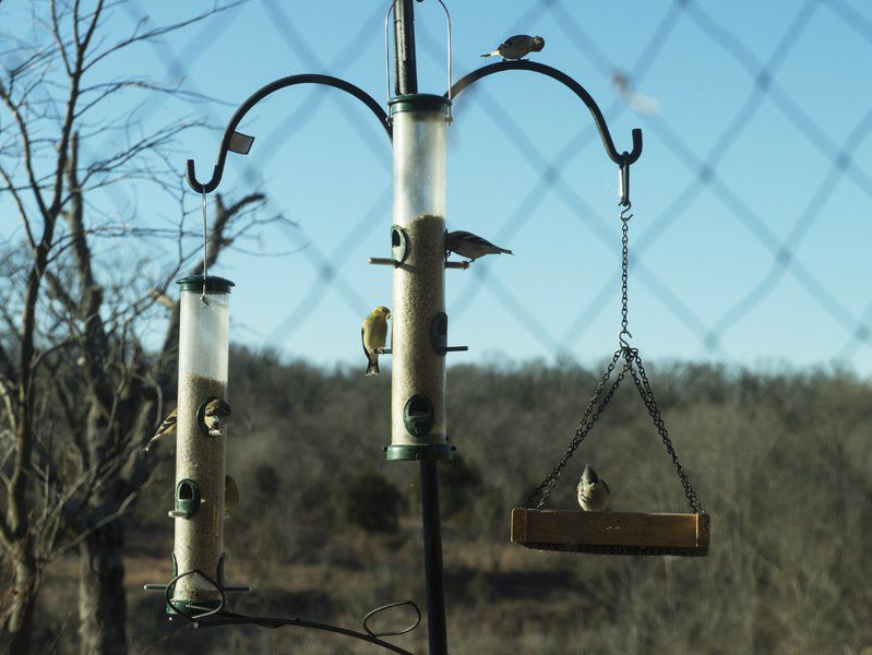 Children Explore Nature At Christmas Bird Count For Kids Local