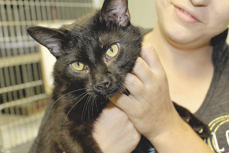 Kevin Mcclintock Two Cute Cats Need A Loving Forever Home