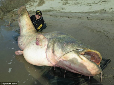 Catfish hunting hot sale