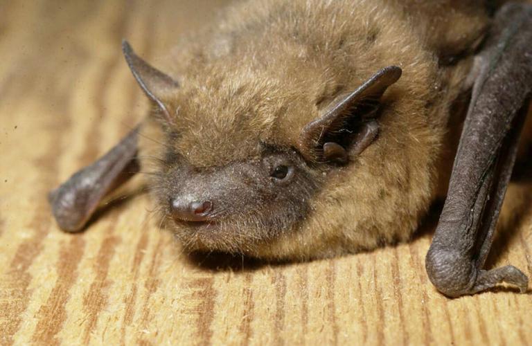 Bat Blitz nets more than 600 bats in southeastern Missouri