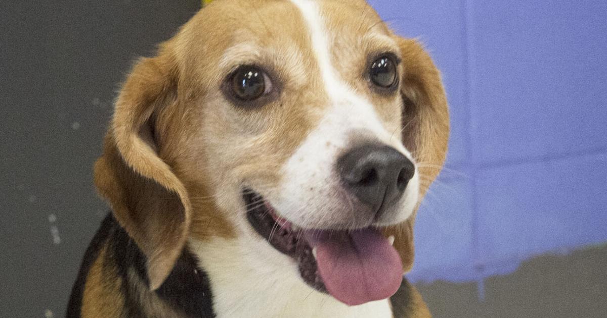 Beagle Rescue Map First of 8 rescued beagles ready for adoption in Pittsburg | Local News ...