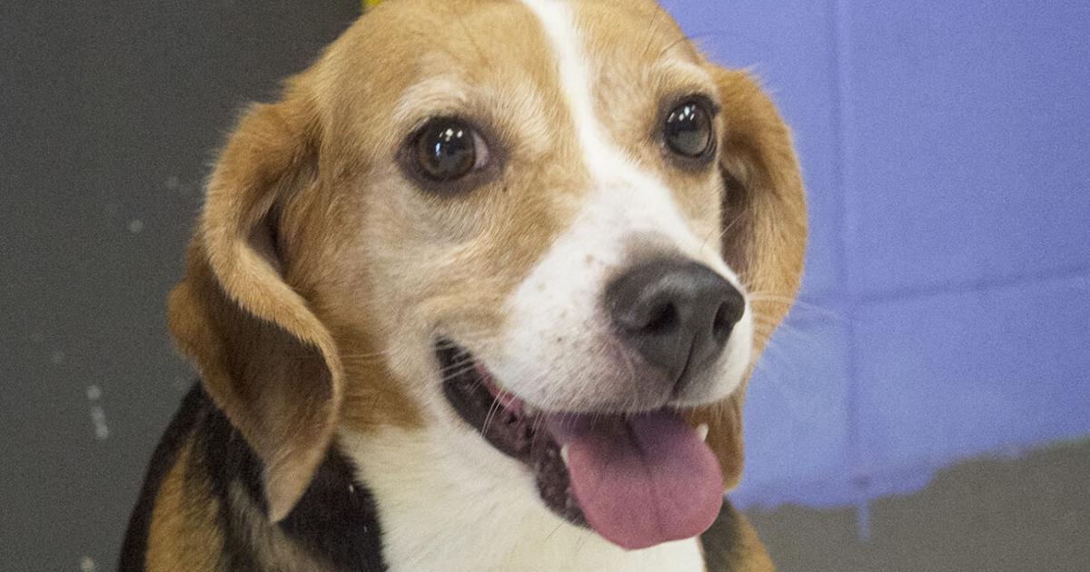 First of 8 rescued beagles ready for adoption in Pittsburg
