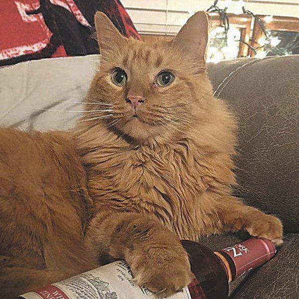 Kevin Mcclintock Our Pets Show Us Love In Their Own Ways
