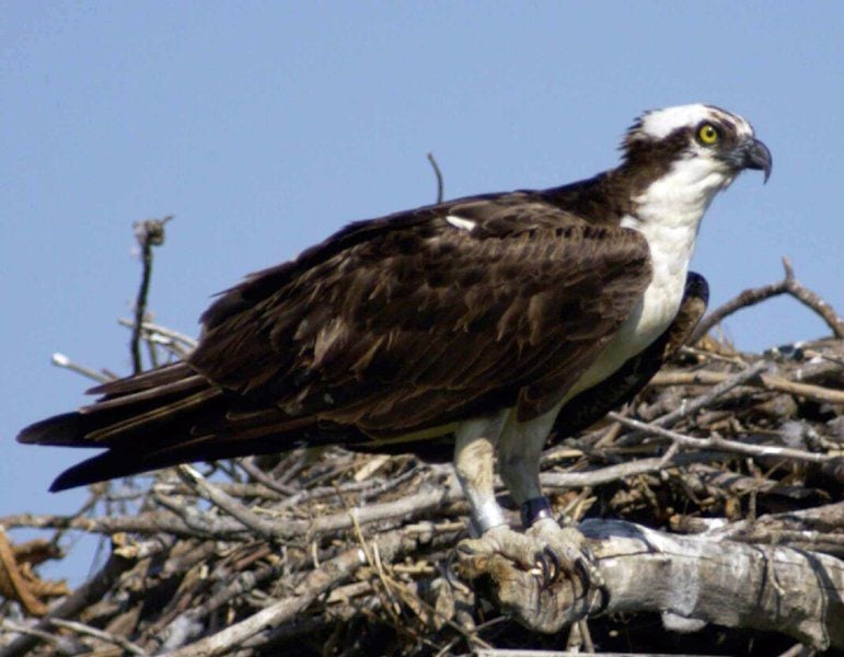 osprey falcon