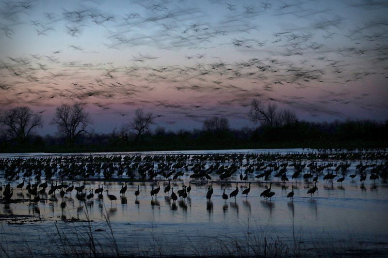 cranes in the sky meaning cranes in the sky meaning