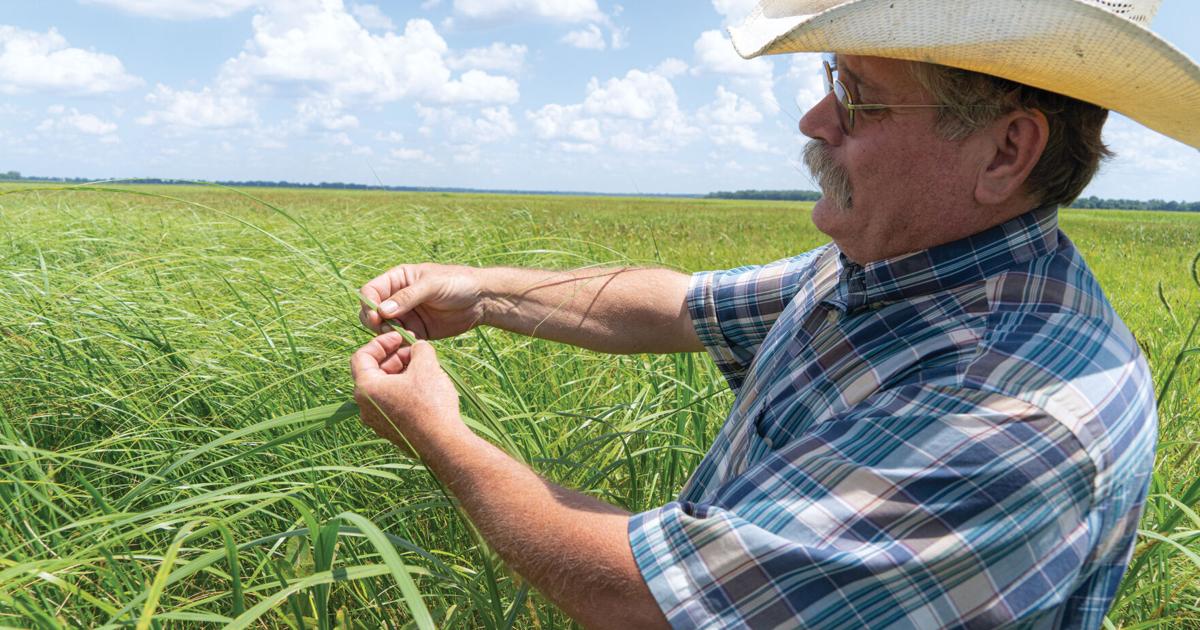 Native Ranchers 'Rebel' rancher restores native grasslands in Chautauqua Hills | News ...