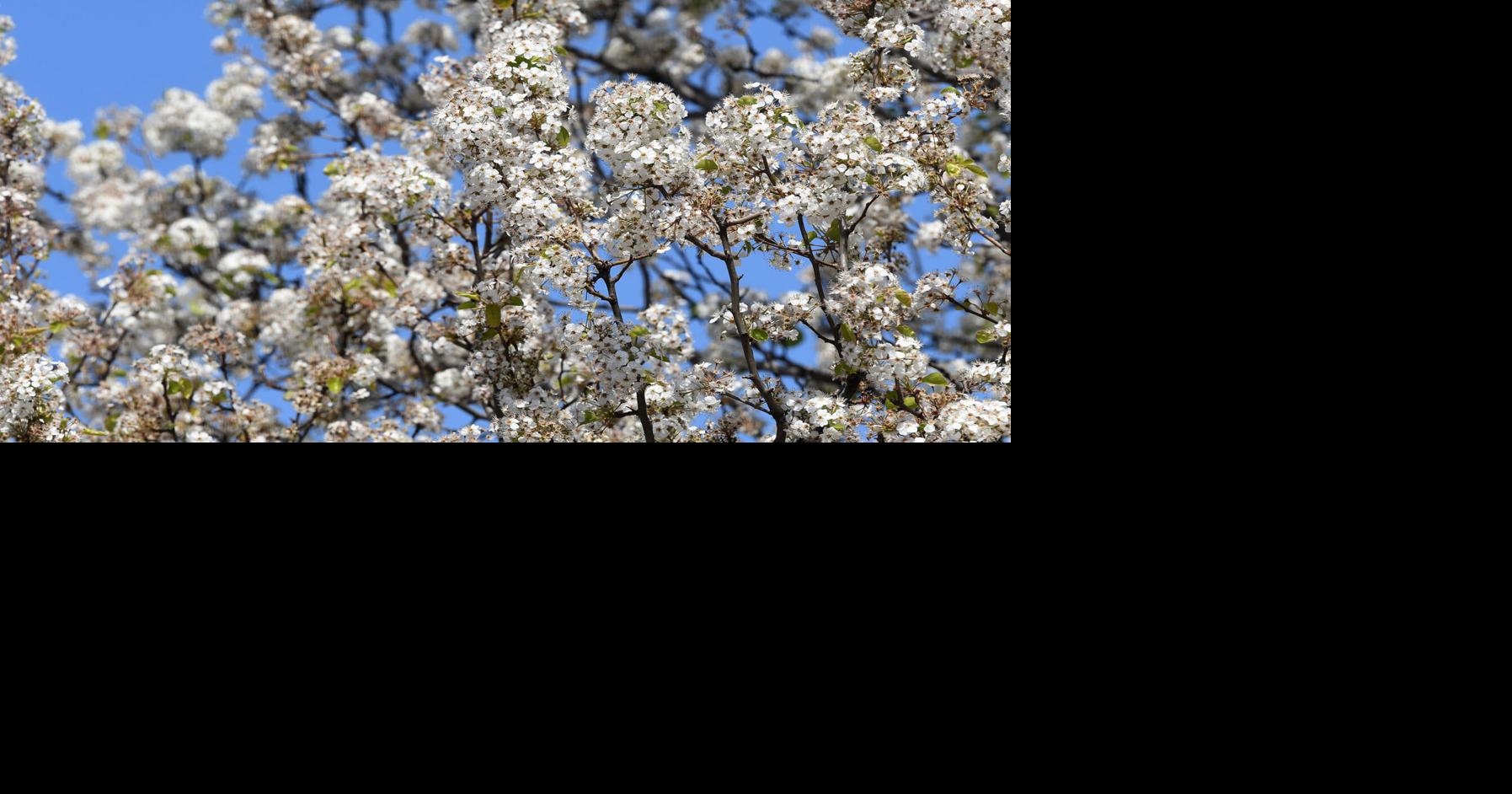 Spring smell of invasive trees put conservationists to work | Local ...