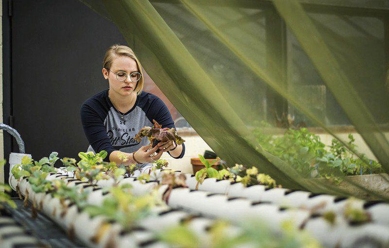 Psu Students Experimenting With Hydroponics Aquaponics Local