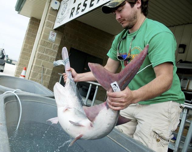 Paddlefish season draws anglers to Oklahoma, Local News